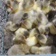 150عددجوجه غاز یک روزه محلی سالم