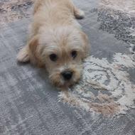 سگ شیتزو اشپیتز واگذار