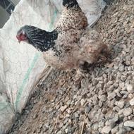 مرغ برهما تخم گذار