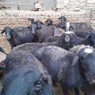 میش و شیشک گوسفند