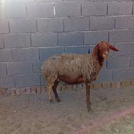 میش چاق فروشی