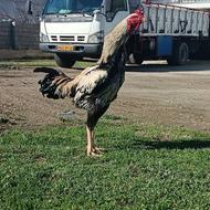 خروس لاری صابونی نسلدار