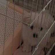 واگذاری سگ پامر پیکینیز