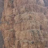 علوفه کاه جو