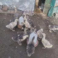 جوجه غاز درشت تبار آفریقایی محلی دو ماهه.و یک ماهه