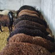 بره پرواری افشار