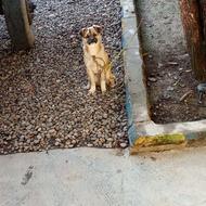 سگ پاکوتاه نژاد پیکنیز