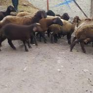 فروش گوسفند بره دار 23 عدد جفتی