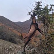 بز نر آلپاین