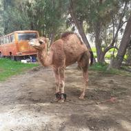 شتر هاشی جوان