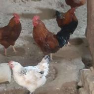 پنج خروس محلی