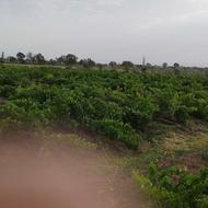 6 هکتار باغ انگور شش هکتاری