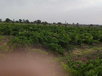 6 هکتار باغ انگور شش هکتاری