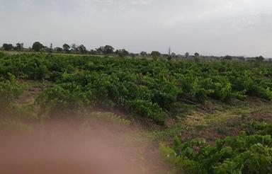 6 هکتار باغ انگور شش هکتاری