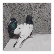 فروش تعدادی کبوتر