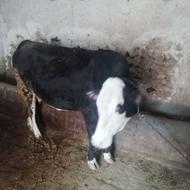 گاو شیری سمینتال