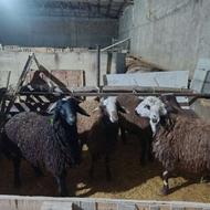 بره نر قربانی