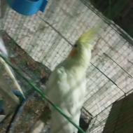 یک جفت عروس هلندی لوتینو وابلق