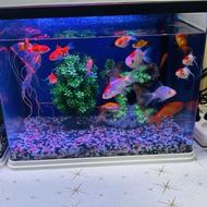 فروش اکواریوم ماهیران 45×35 با تمام لوازم