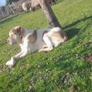 واگذاری سگ پژدر عالی