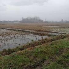 زمین شالی بهزرایی6200متر صومعه سرا