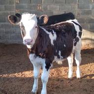 2 عدد گوساله سیمینتال نر