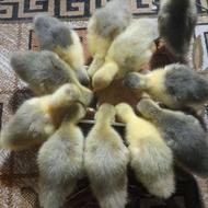 جوجه غاز هفت روز