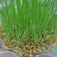 خبرفوری؛سفارش《 سبزه 》سفره هفتسین پذیرفته میشود