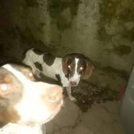 واگذاری سگ پوینتر شکاری ماده