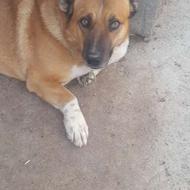 واگذاری دو عدد سگ به درد بخور برای نگهبانی