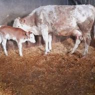 گاو شیری جوان با گوساله