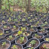 فروش پتسپروم تعداد 250