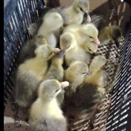 جوجه غاز محلی