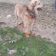 واگذاری سگ پژدر عالی