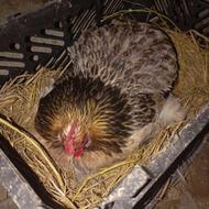 مرغ کوشین کدبانو