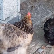 مرغ کوشین کدبانو