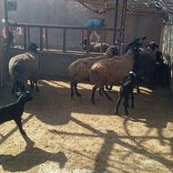 میش بره دار جوان