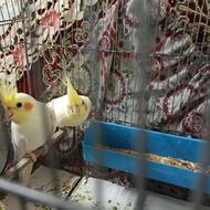 فروش و معاوضه سه تا عروس هلندی با سگ یا طوطی های دیگه