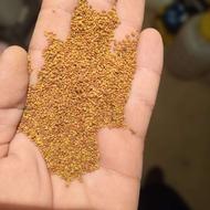 فروش بذروینجه