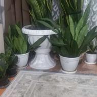 گل سانسوریا