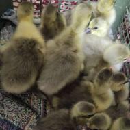 جوجه غازسرحال