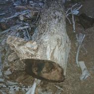 چوب گردو دو متر و چهل سانتی