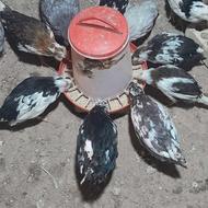 نیمچه گلین 4ماهه