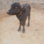 الاغ‌ نر‌ سالم