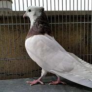 خریدار طوقی نر