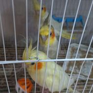 طوطی عروس هلندی