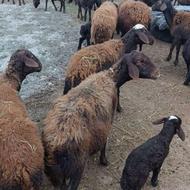 گوسفند 30عدد