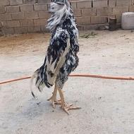 خروس لاری اصیل