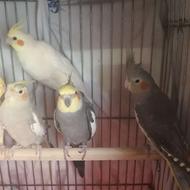 عروس هلندی بالغ و جوجه