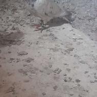 کفتر هفرنگ نر